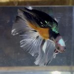 betta29