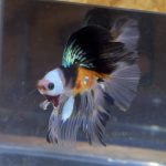 betta29