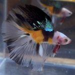 betta29