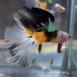 betta29