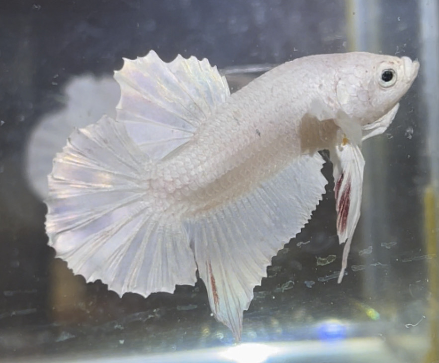 betta28