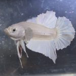 betta28