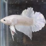betta28