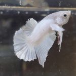 betta28