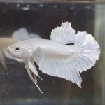 betta28