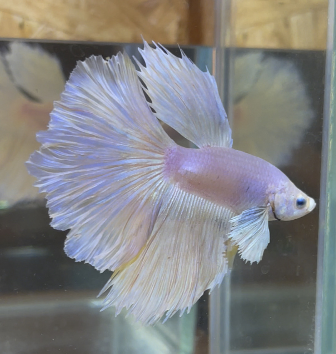 betta27