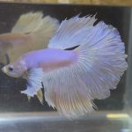 betta27