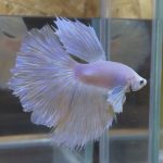 betta27