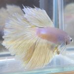 betta27
