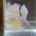 betta27