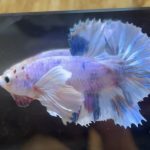 betta36