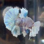 betta36