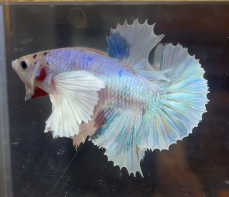 betta36