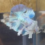betta36