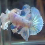 betta36