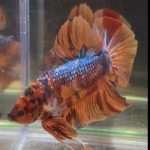 betta38