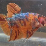 betta38