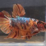betta38