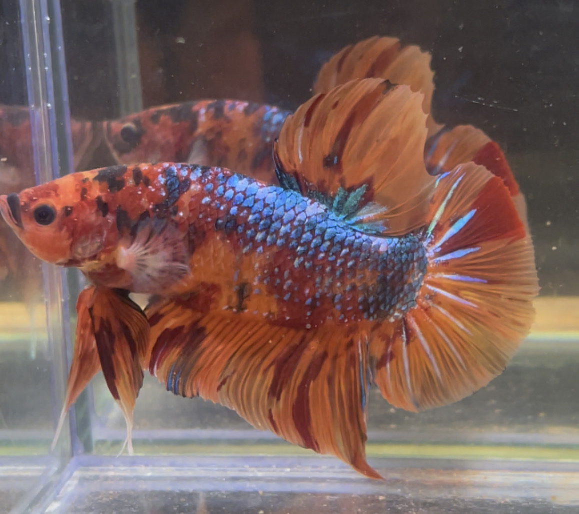 betta38