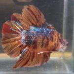 betta38