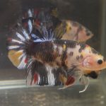betta37