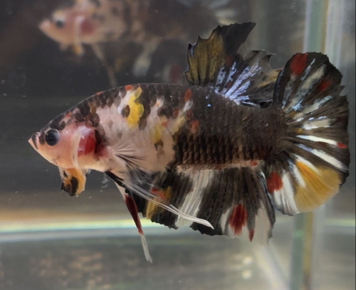 betta37