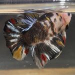 betta37