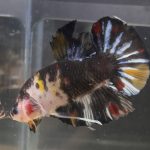 betta37