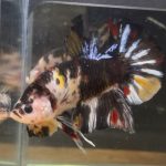 betta37