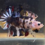 betta37