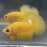 betta39