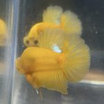 betta39