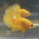 betta39