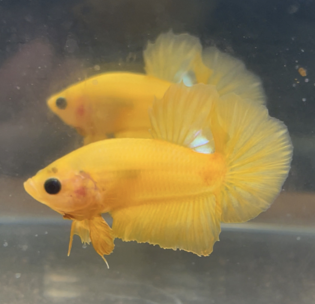 betta39