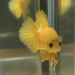betta39