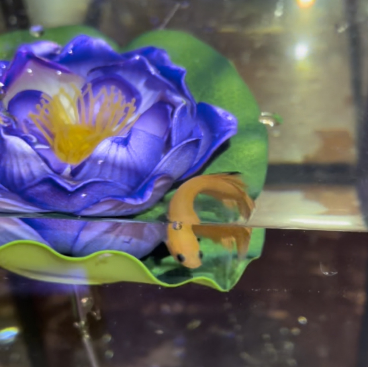 betta40