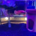 betta40