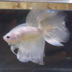 betta54