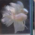 betta54