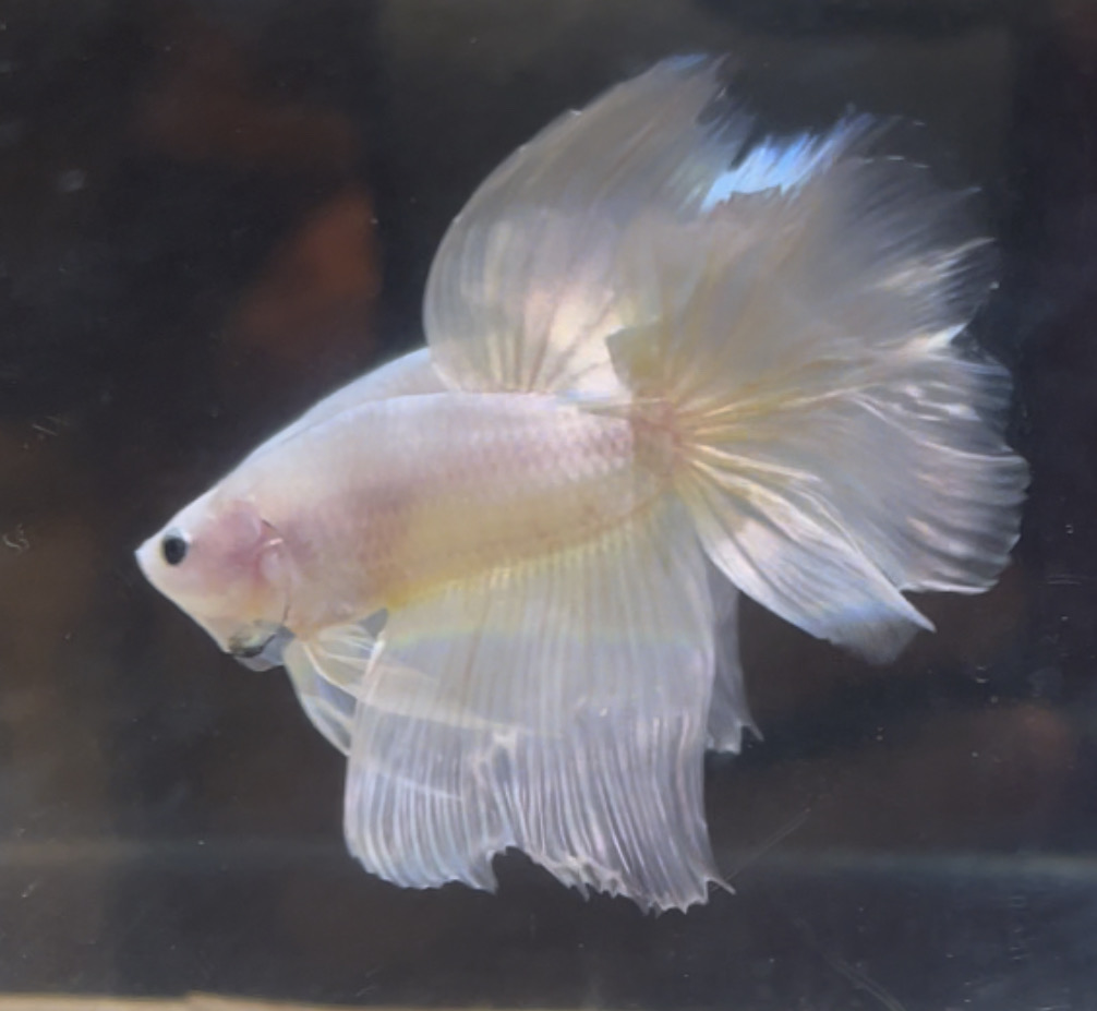 betta54