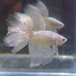 betta54