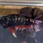betta53