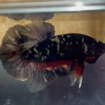 betta53