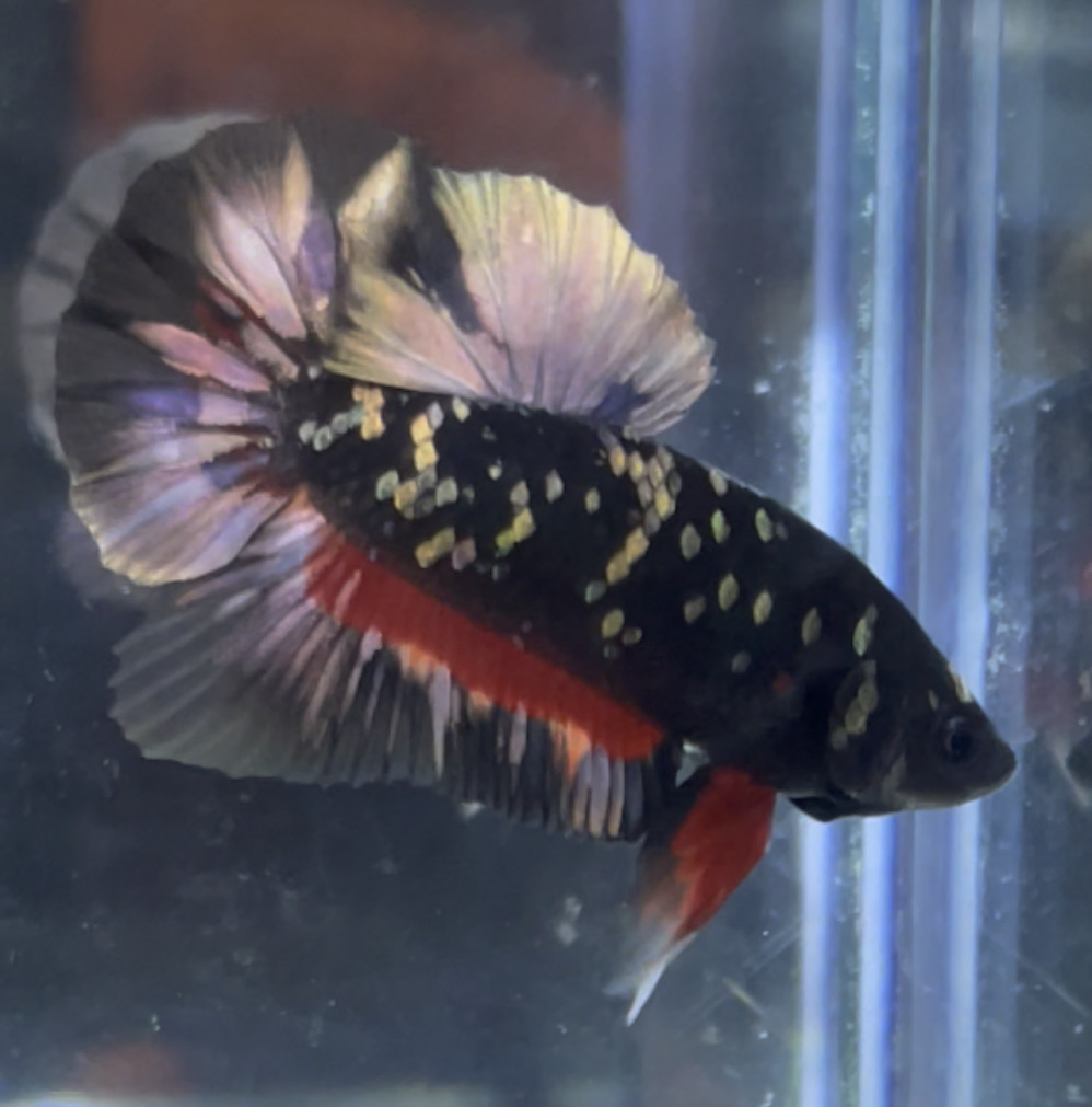 betta53