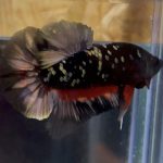 betta53