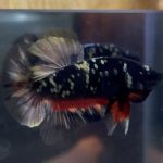 betta53
