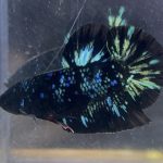 betta52