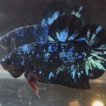 betta52