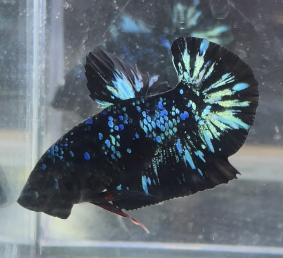 betta52