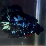 betta52
